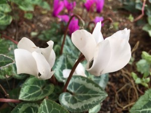IMG_0414