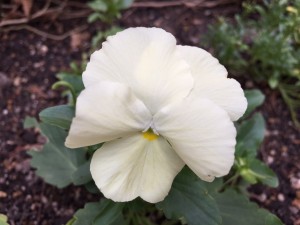 image1